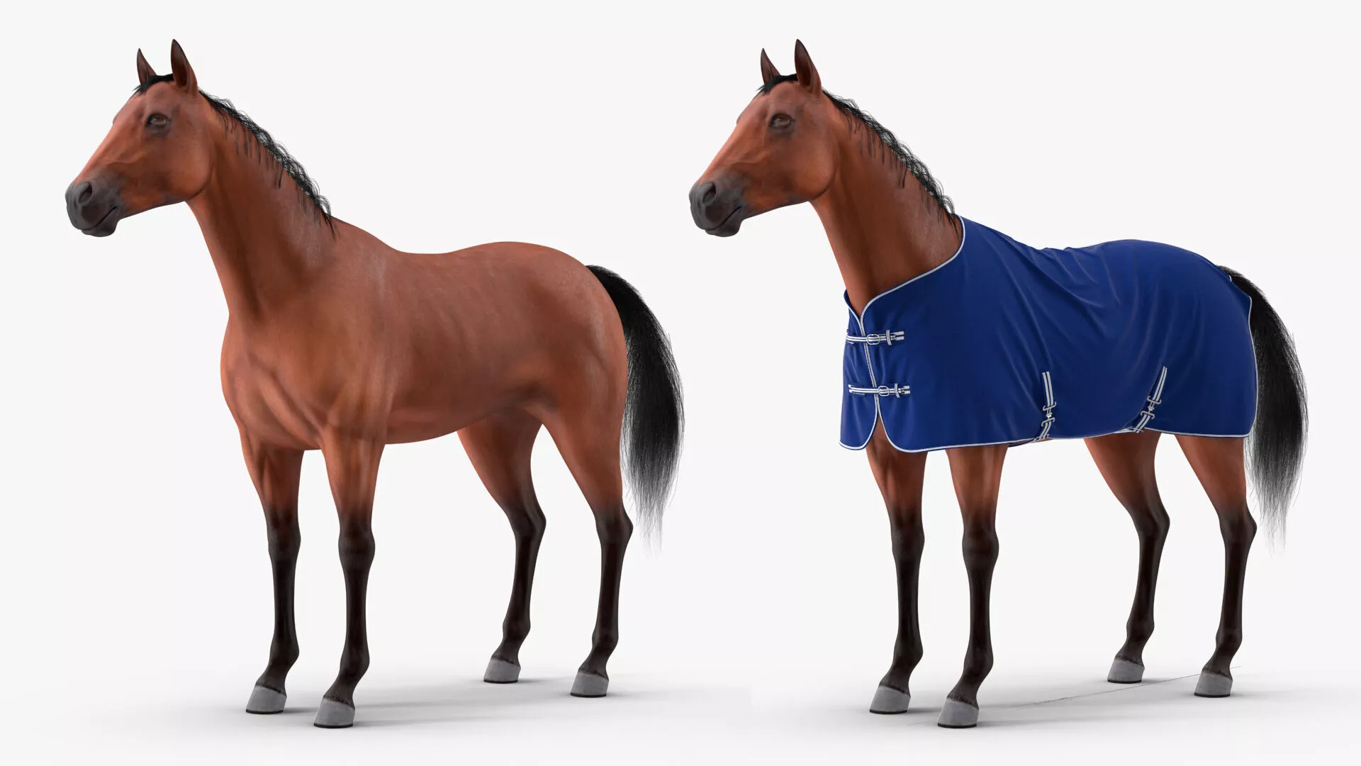 Stable Rug Blue Fleece on Horse Fur 3D model