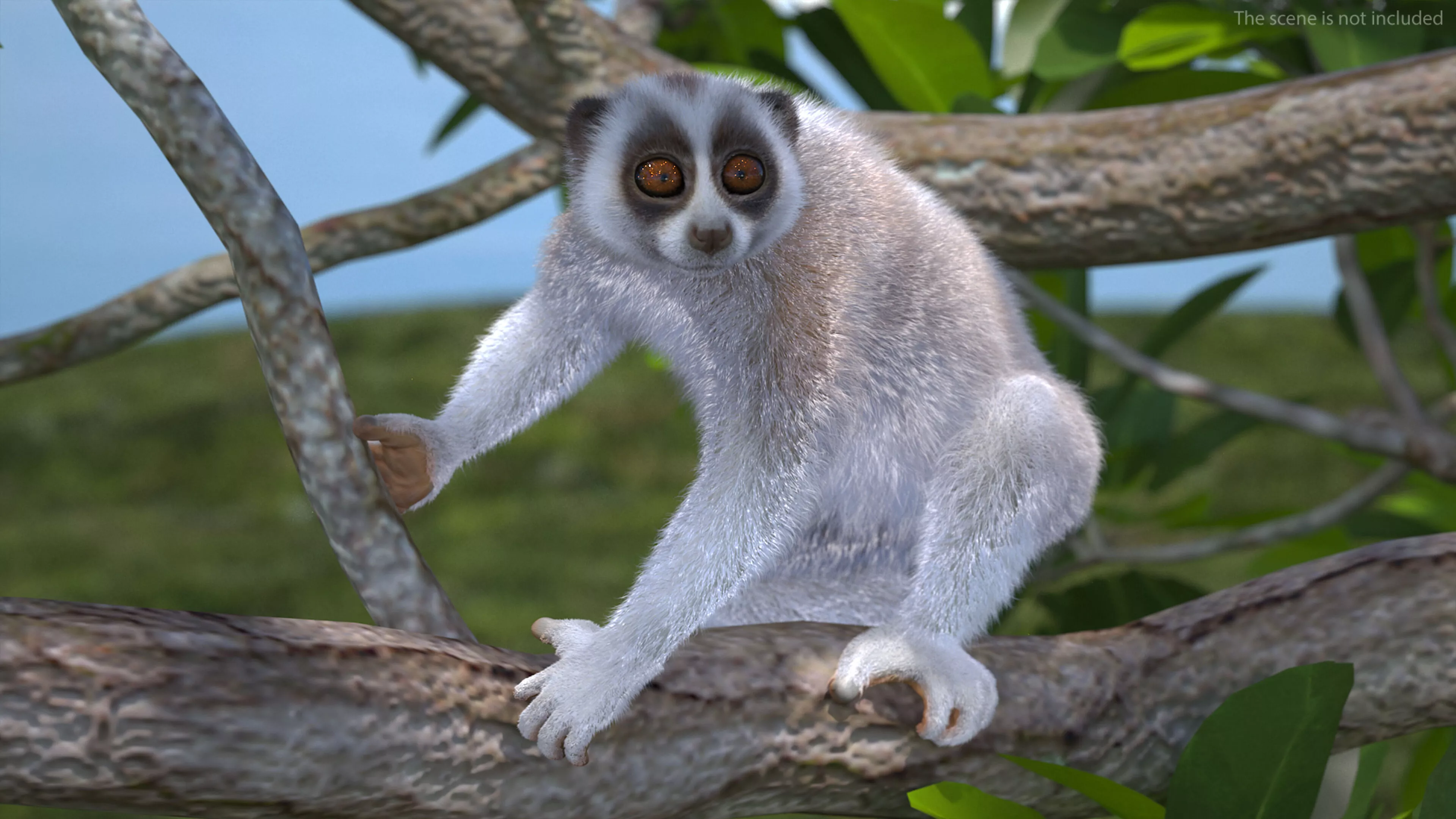 Nycticebus Coucang Fur 3D model