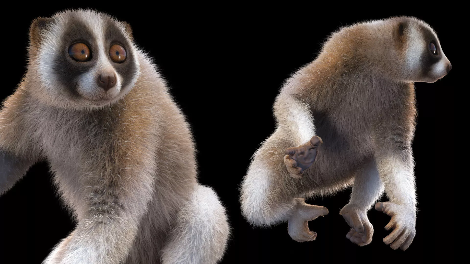 Nycticebus Bengalensis Fur 3D model