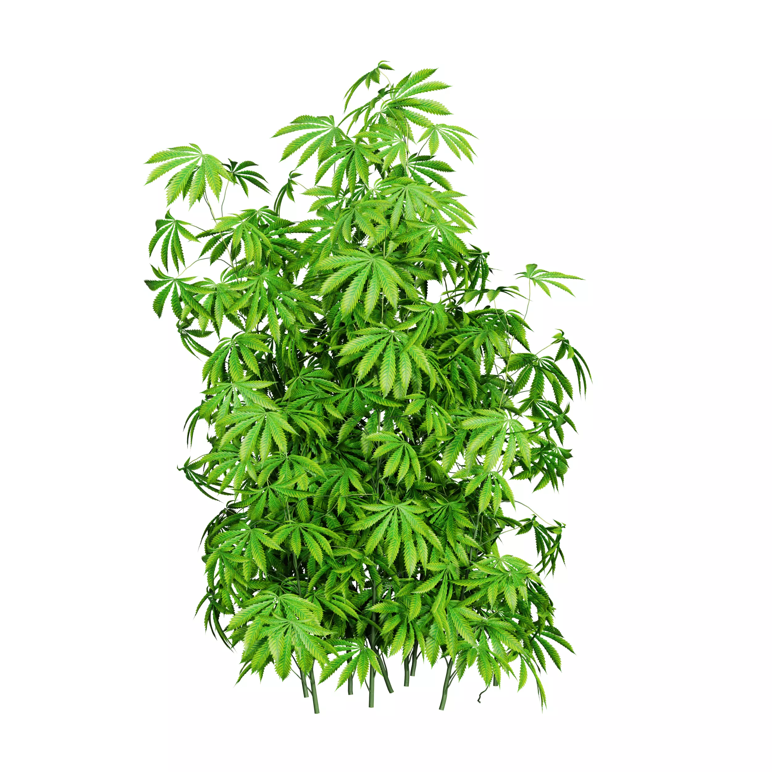 Decorative Cannabis Low-poly 3D model
