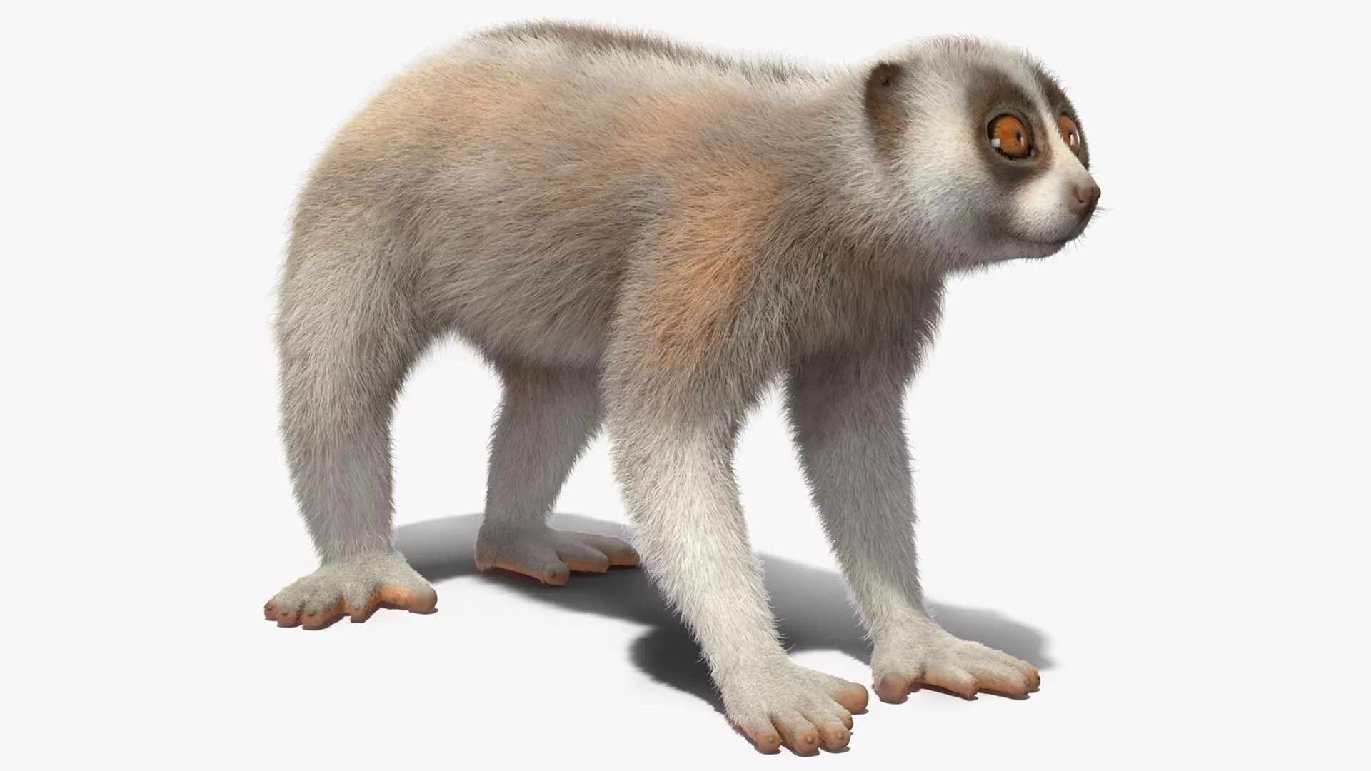 Lemur Javan Slow Loris Fur 3D model