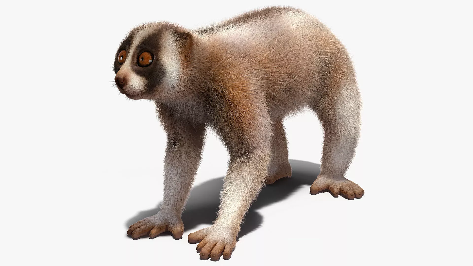 Lemur Bengal Slow Loris Fur 3D model