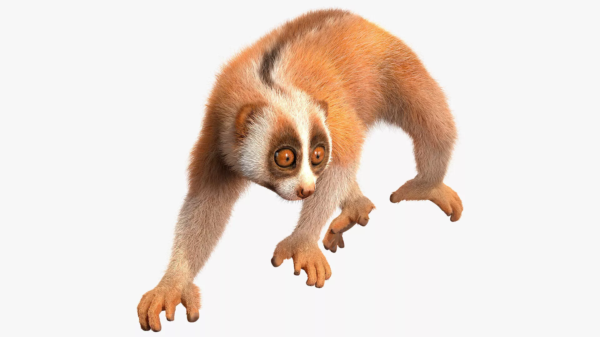Sunda Slow Loris Fur 3D model