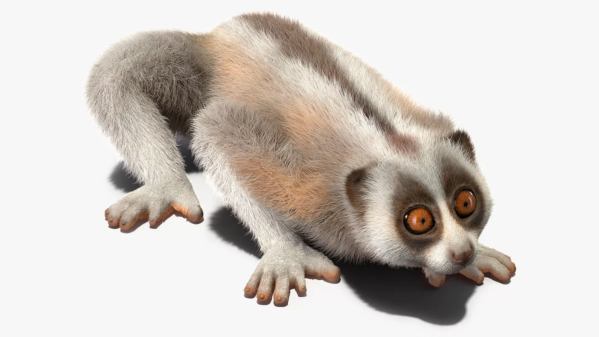 Bornean Slow Loris Fur 3D model