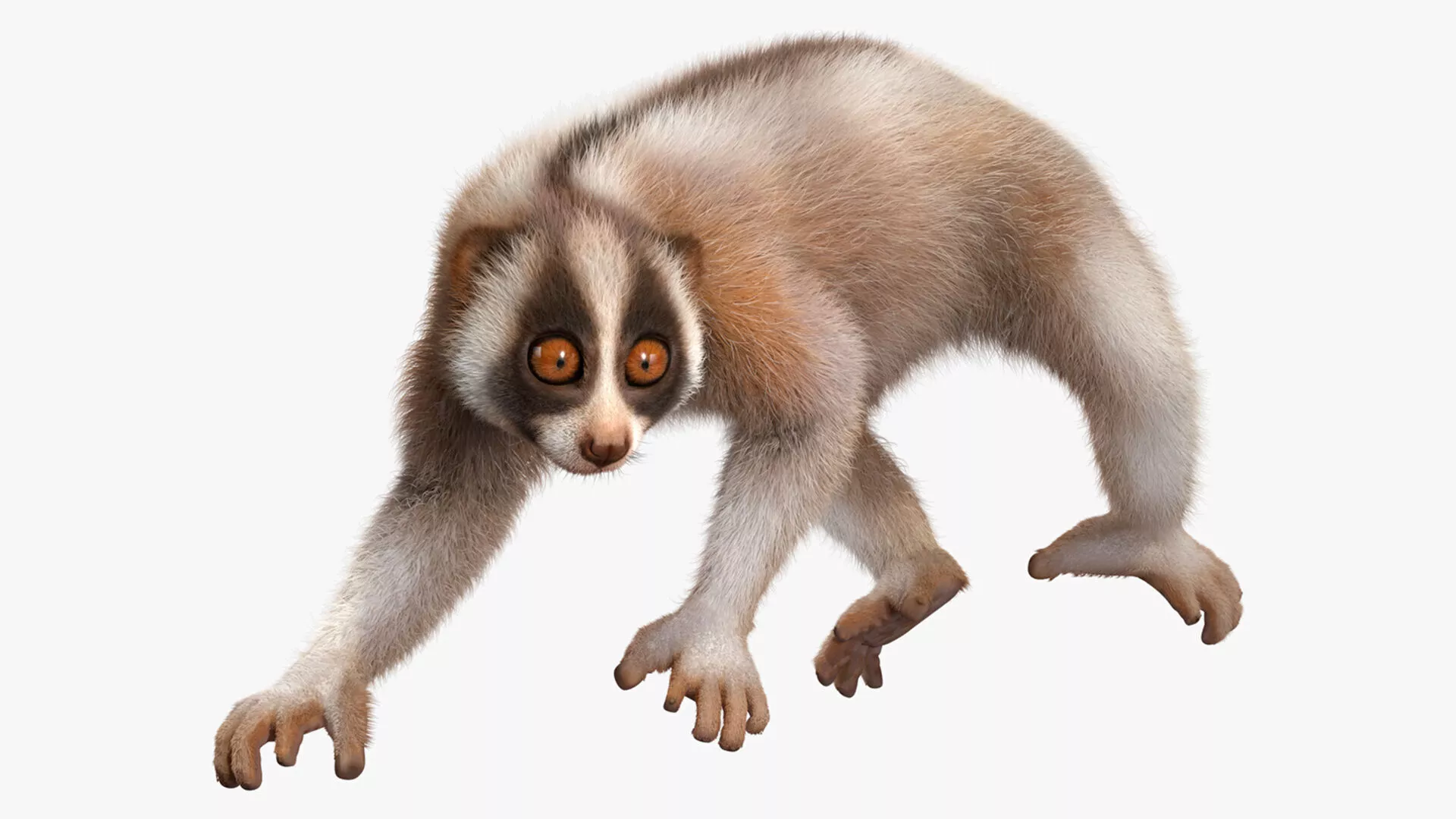 Bangka Slow Loris Fur 3D model