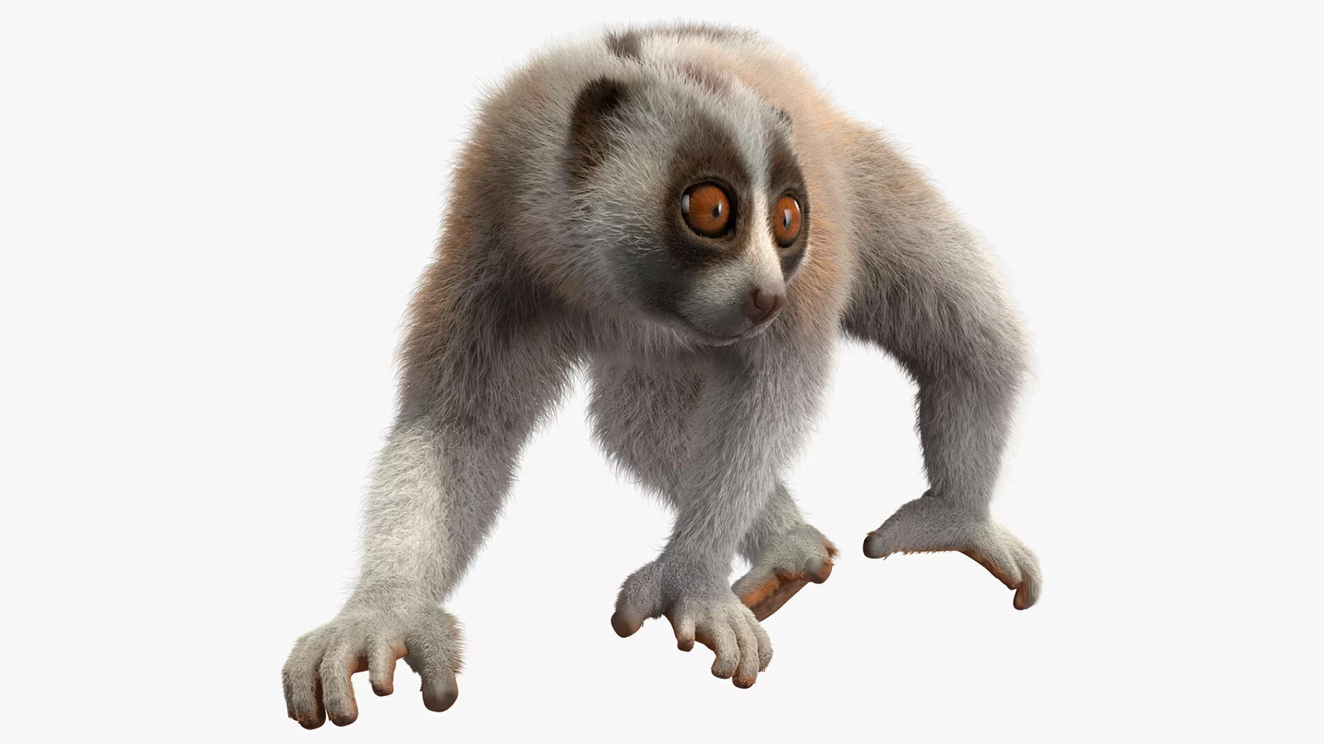 Philippine Slow Loris Fur 3D model