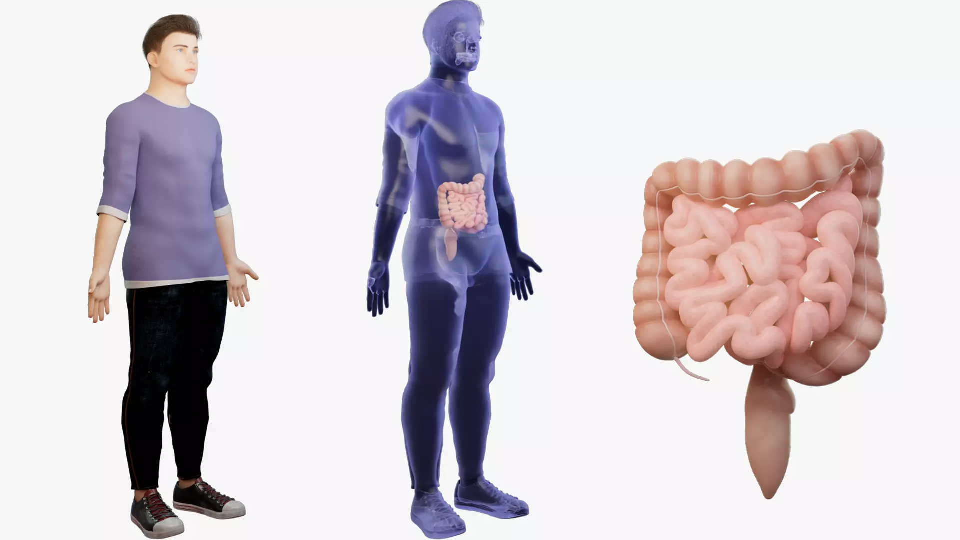 Intestines Human organ 3D model