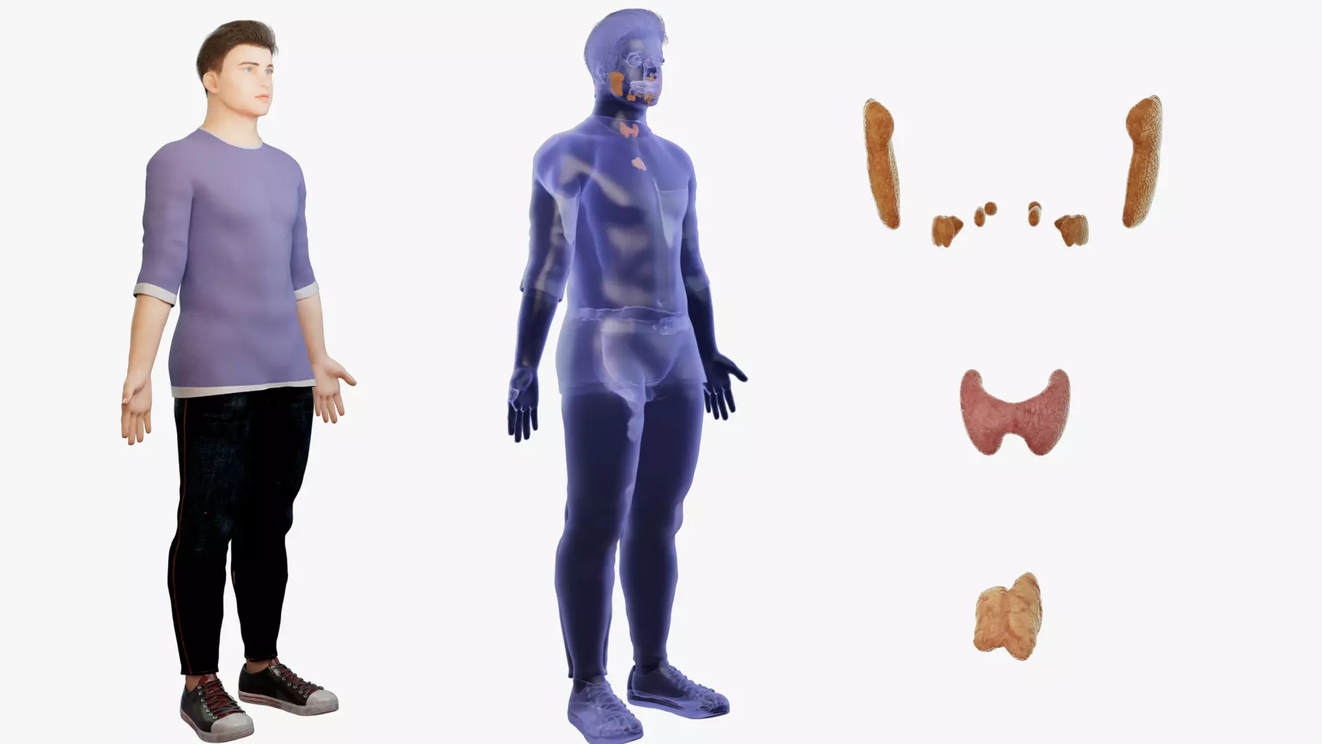 Glands thymus thyroid gland head glands Human organ 3D model