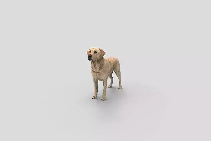 Realistic Labrador Standing Dog 3D Model