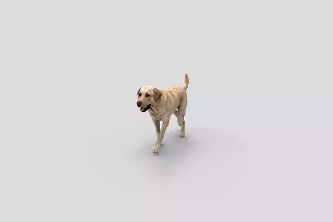  Realistic Labrador Walking Dog 3D Model