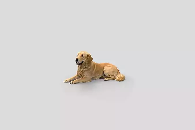  Realistic GoldenRetriever Lying Dog 3D Model