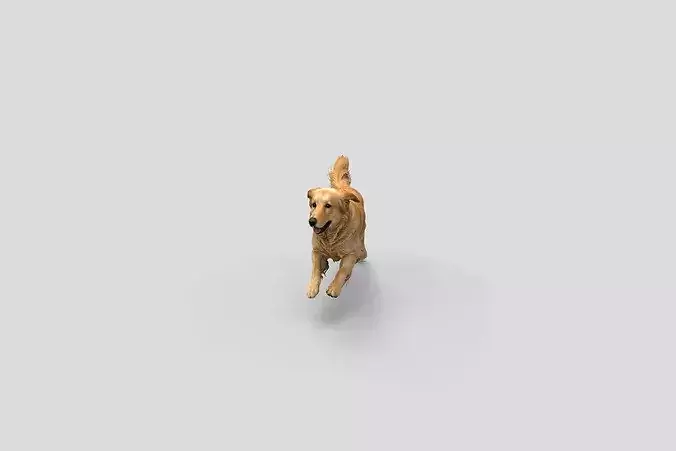  Realistic GoldenRetriever Running Dog 3D Model