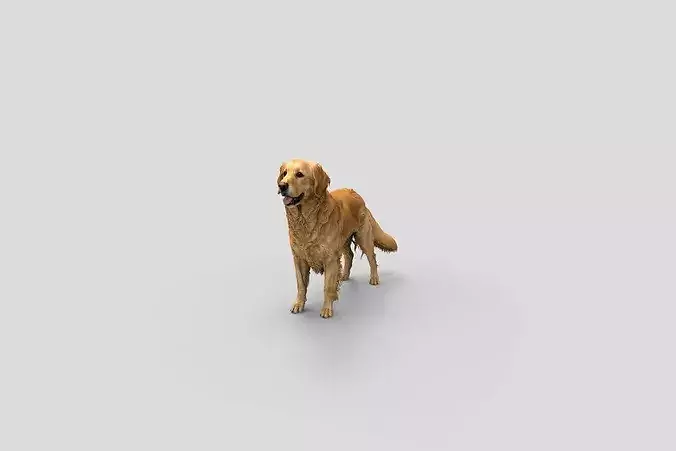  Realistic GoldenRetriever Standing Dog 3D Model
