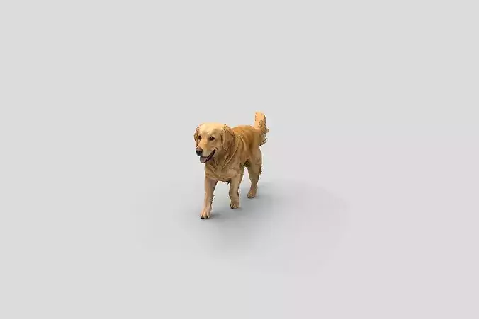  Realistic GoldenRetriever Walking Dog 3D Model