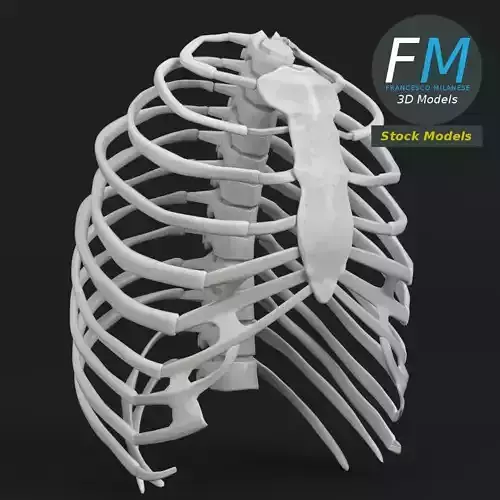 Anatomy human rib cage 3D model