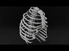 Anatomy human rib cage 3D model_2