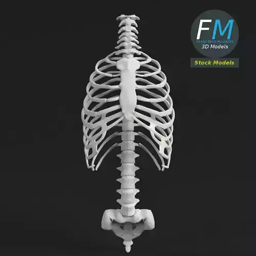 Anatomy Human spine torso and rib cage 3D model