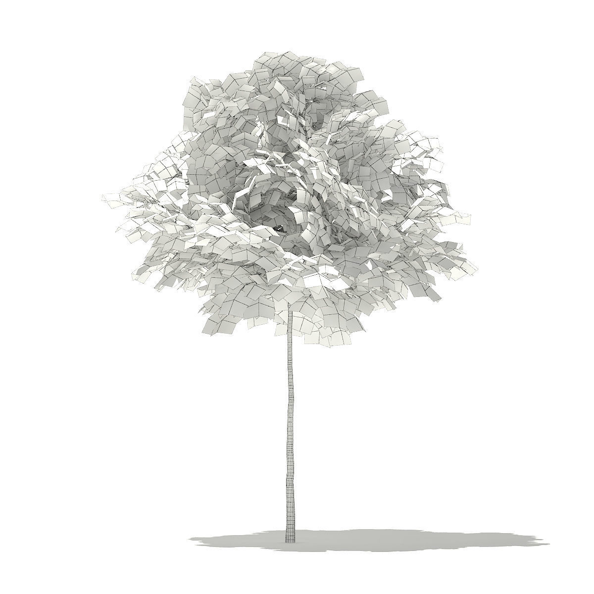 Norway Maple Acer platanoides 3m 3D model_1