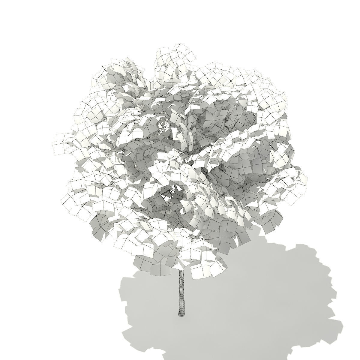Norway Maple Acer platanoides 3m 3D model_3