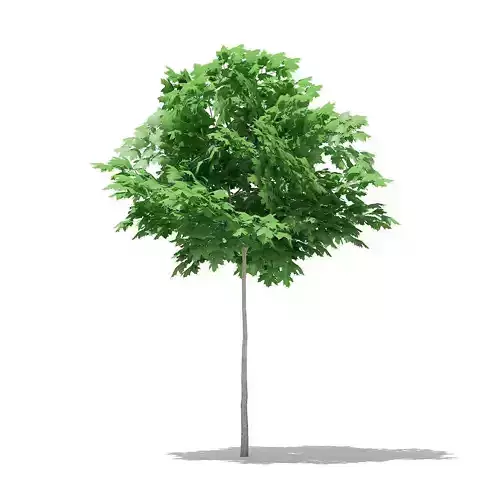 Norway Maple Acer platanoides 3m