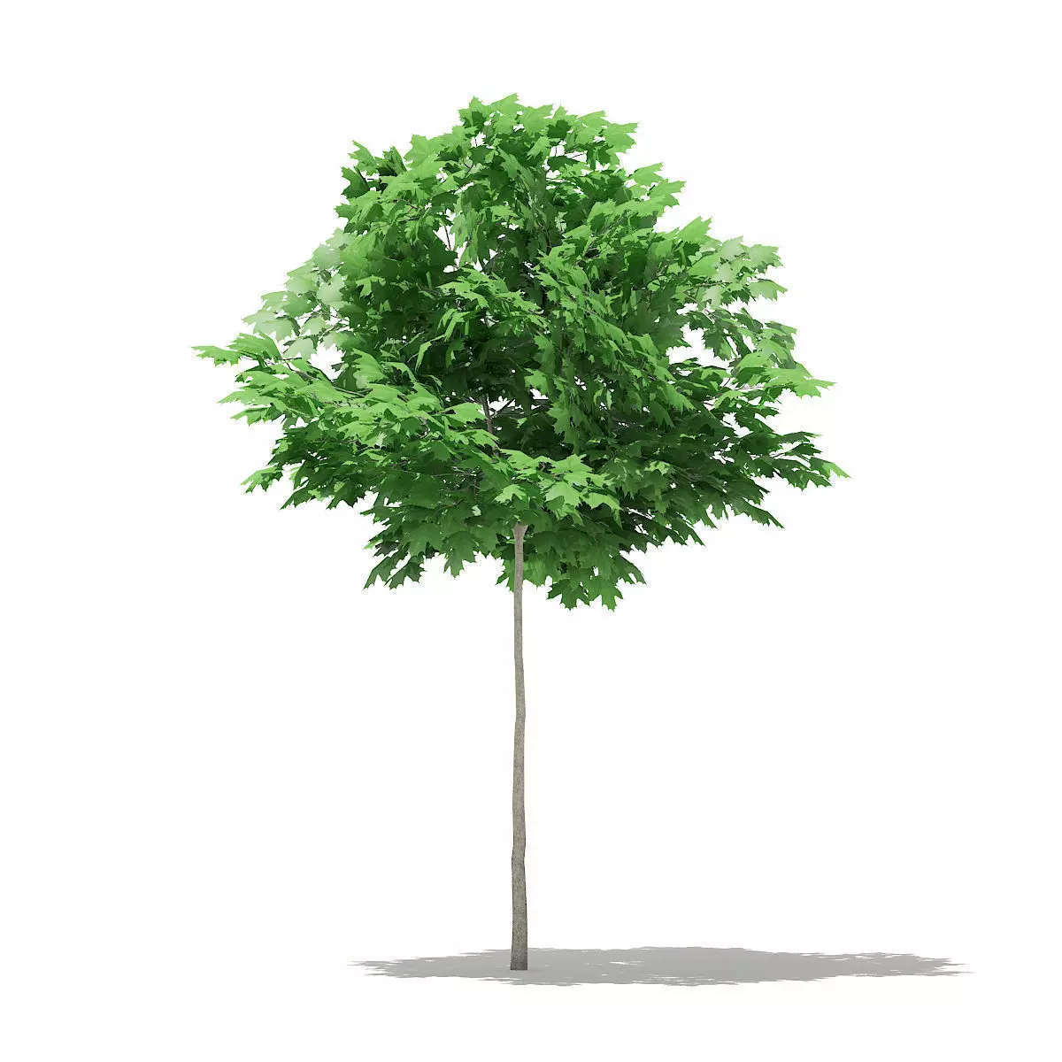 Norway Maple Acer platanoides 3m 3D model_0