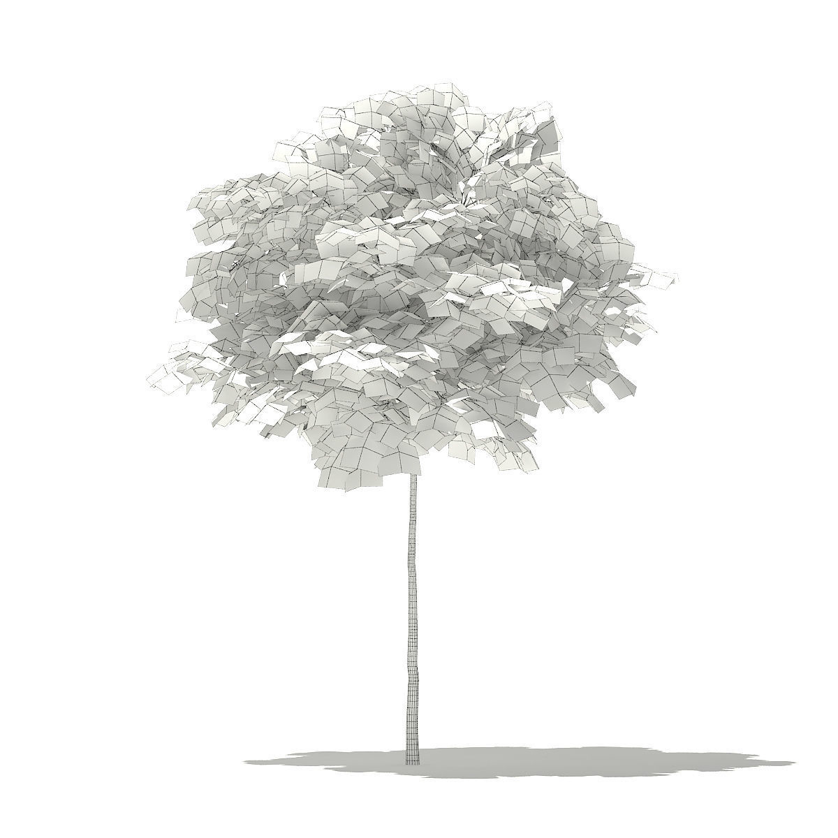 Norway Maple Acer platanoides 3m 3D model_5