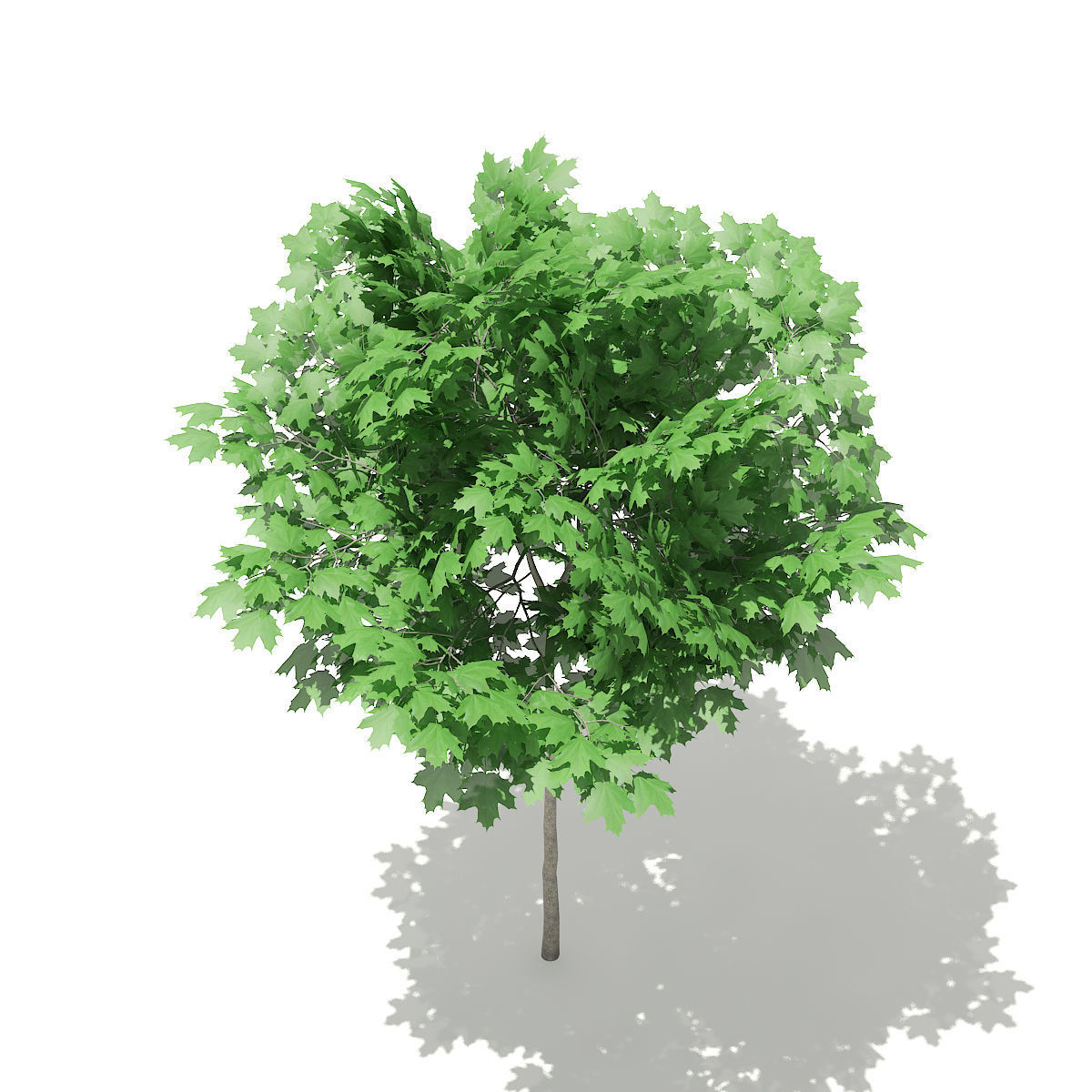 Norway Maple Acer platanoides 3m 3D model_2