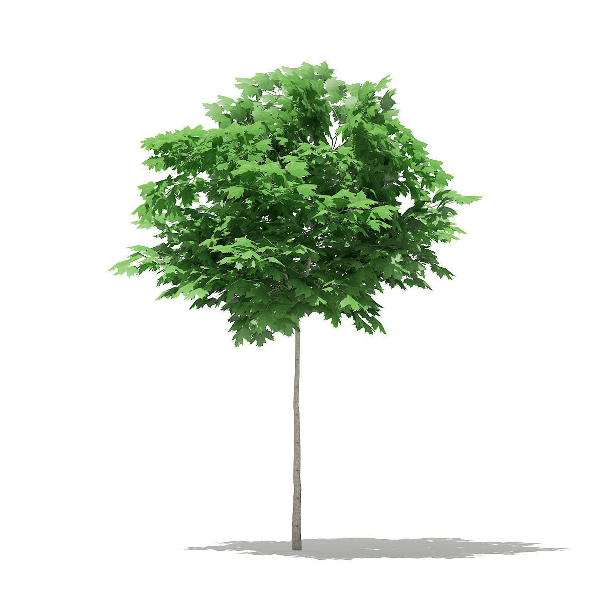 Norway Maple Acer platanoides 3m 3D model_4