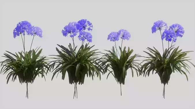 Agapanthus fennel plant