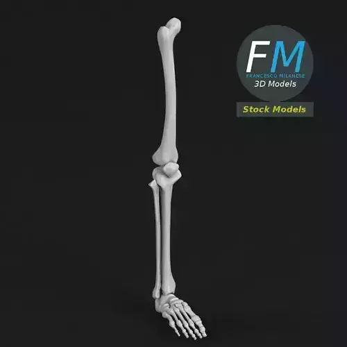 Anatomy - Leg and foot bones
