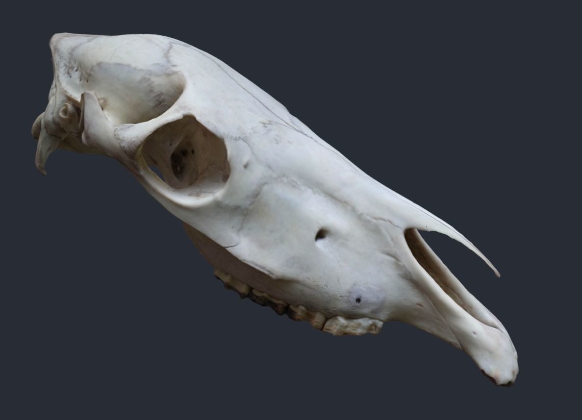 Horse Upper Skull Scan 3D model_3