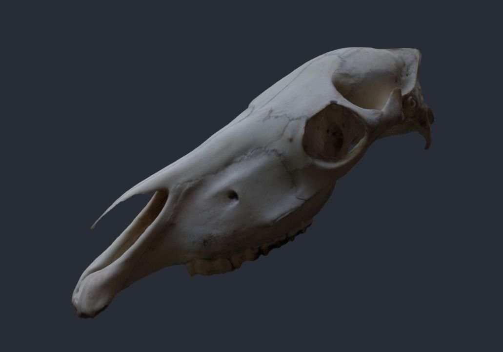 Horse Upper Skull Scan 3D model_0