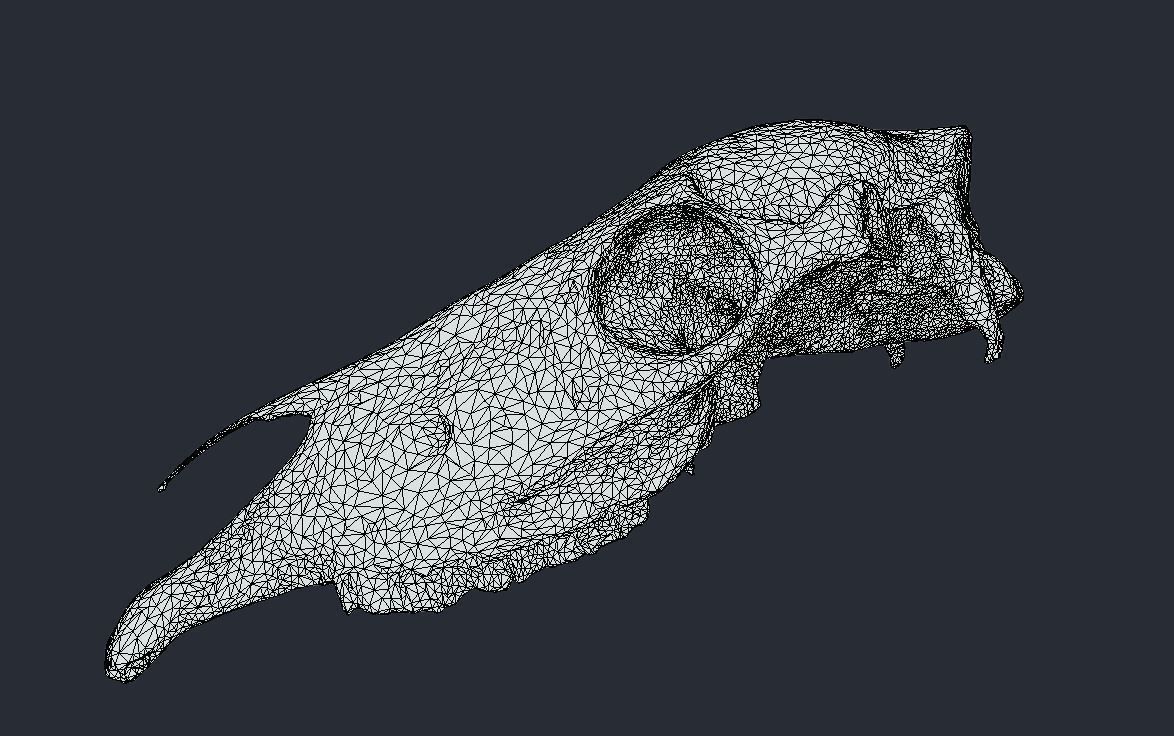 Horse Upper Skull Scan 3D model_6