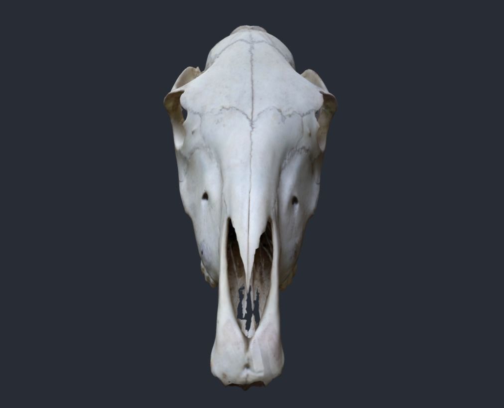 Horse Upper Skull Scan 3D model_5