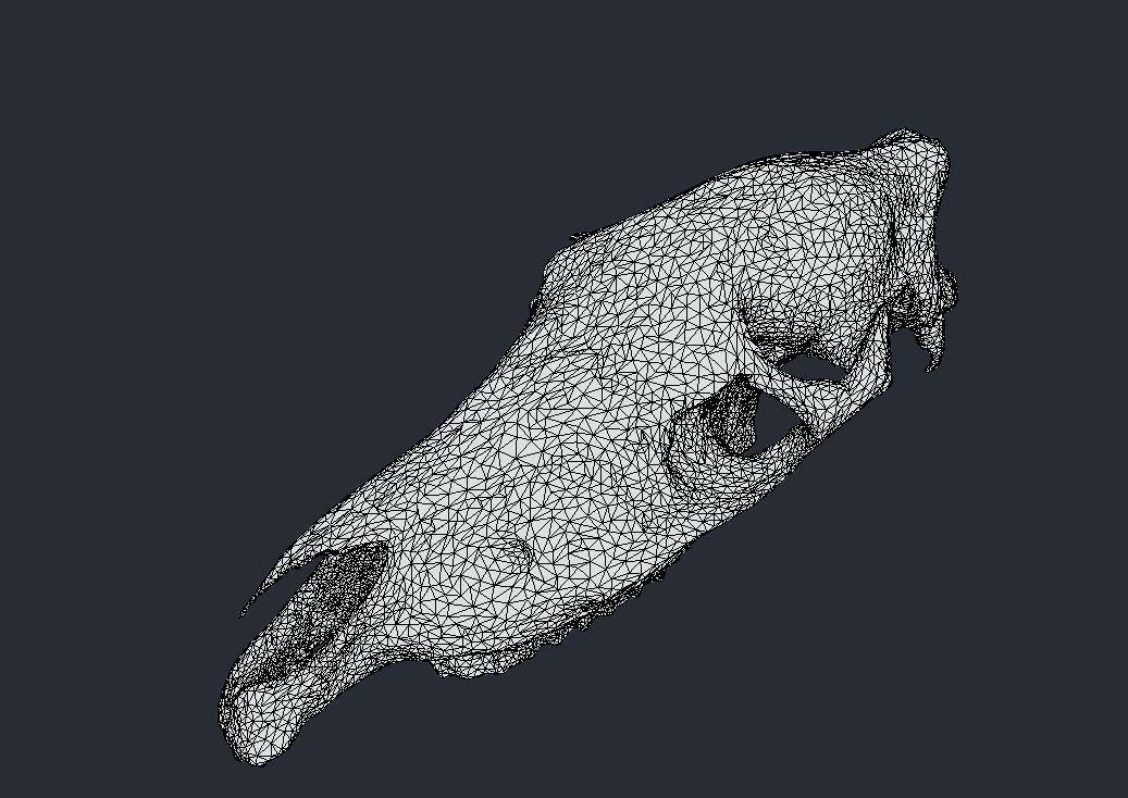 Horse Upper Skull Scan 3D model_8