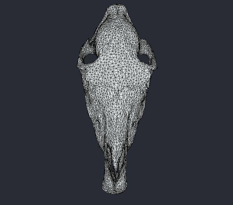 Horse Upper Skull Scan 3D model_7
