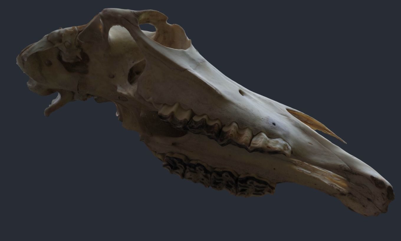 Horse Upper Skull Scan 3D model_1