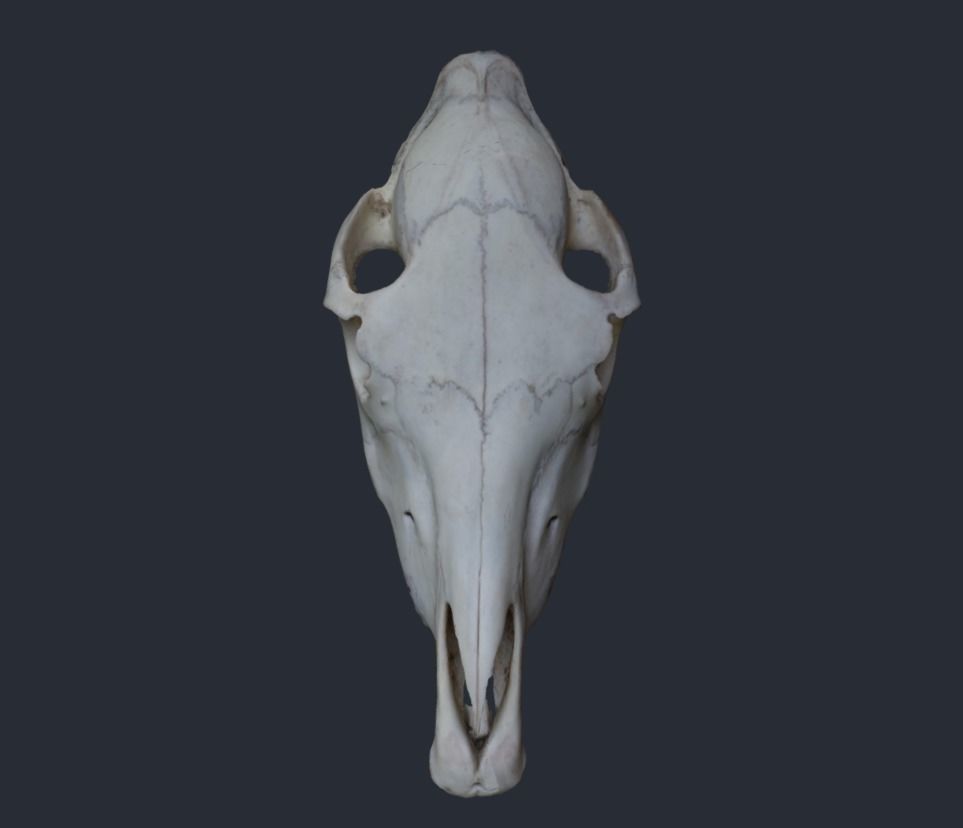 Horse Upper Skull Scan 3D model_2