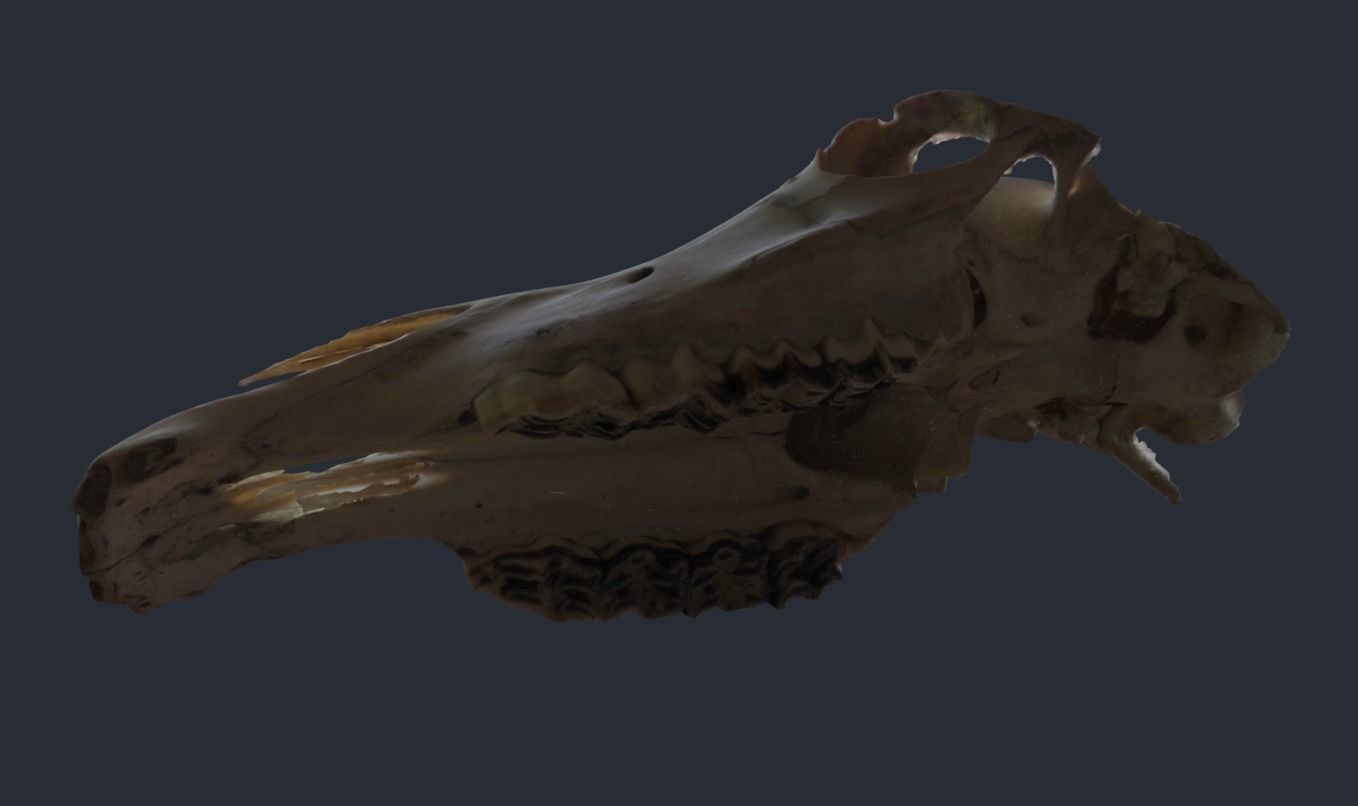 Horse Upper Skull Scan 3D model_4