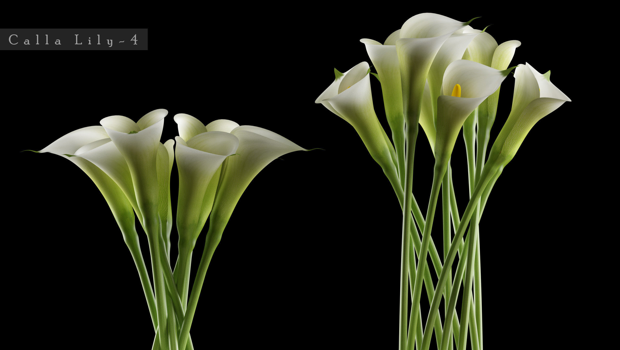 Callalilly and hydrangea  flowers 4 3D model_4