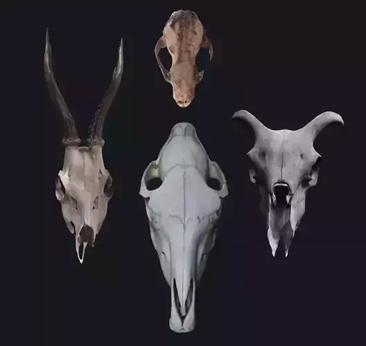 Photogrametry Skull Pack 3D model