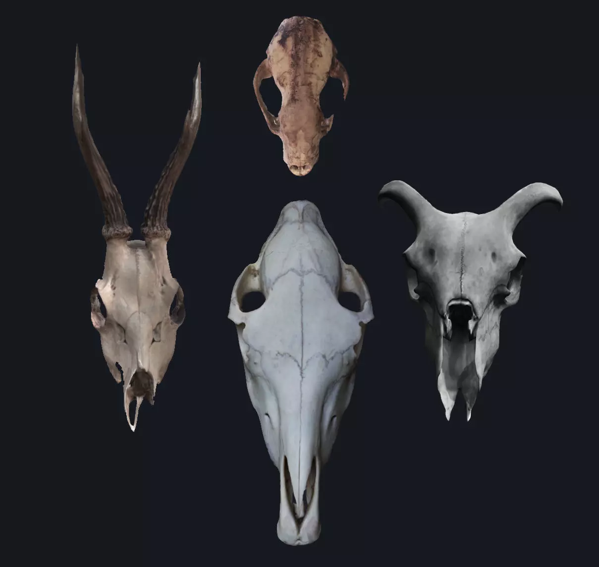 Photogrametry Skull Pack 3D model