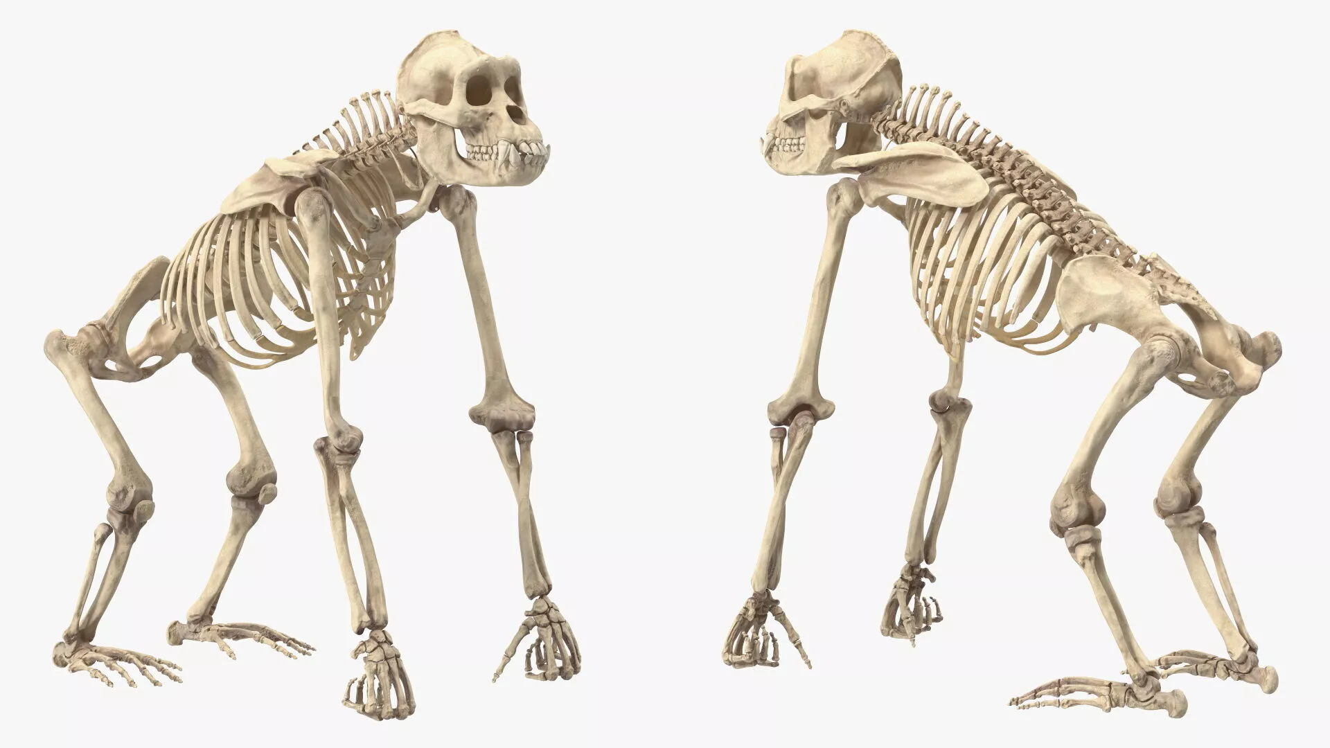 Gorilla Skeleton Rigged 3D model