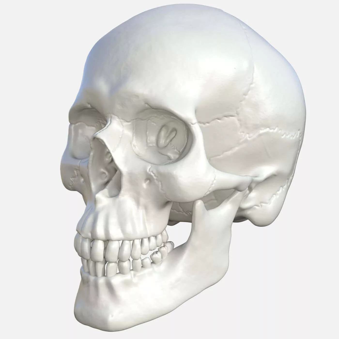 Human Skull 3D Model Normal and Exploded View 3D model