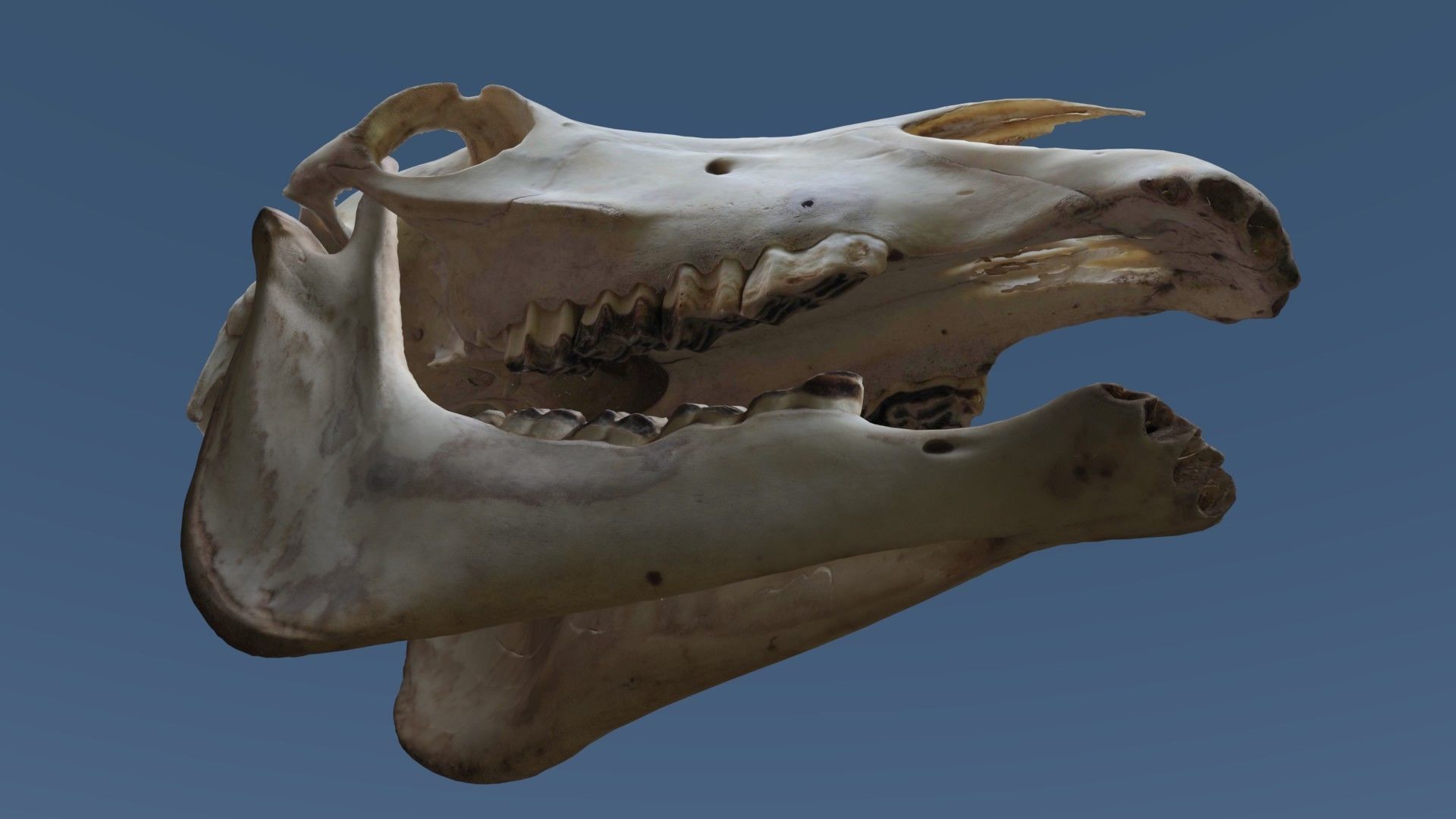 Full Horse Skull 3D model_4