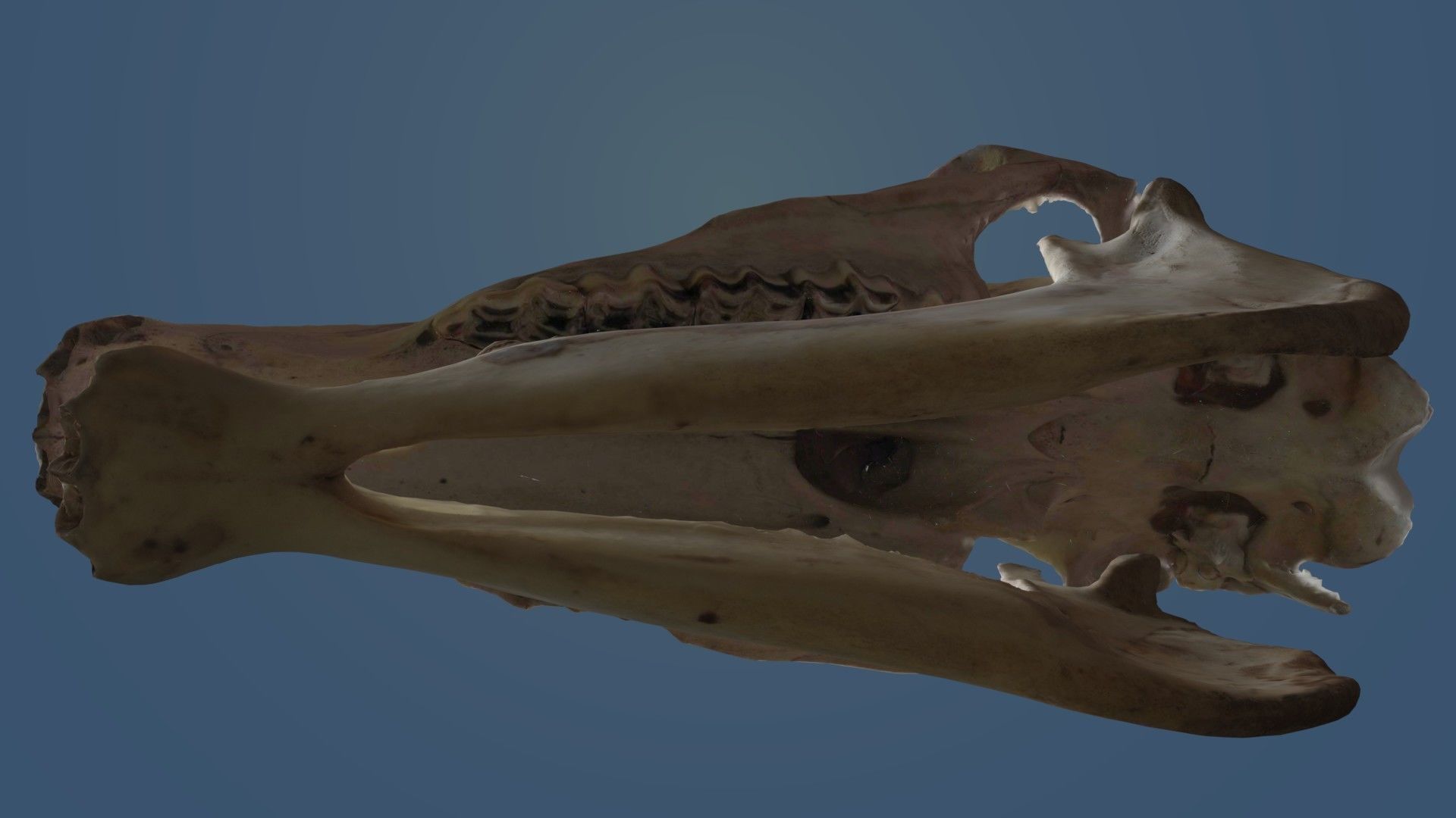 Full Horse Skull 3D model_10