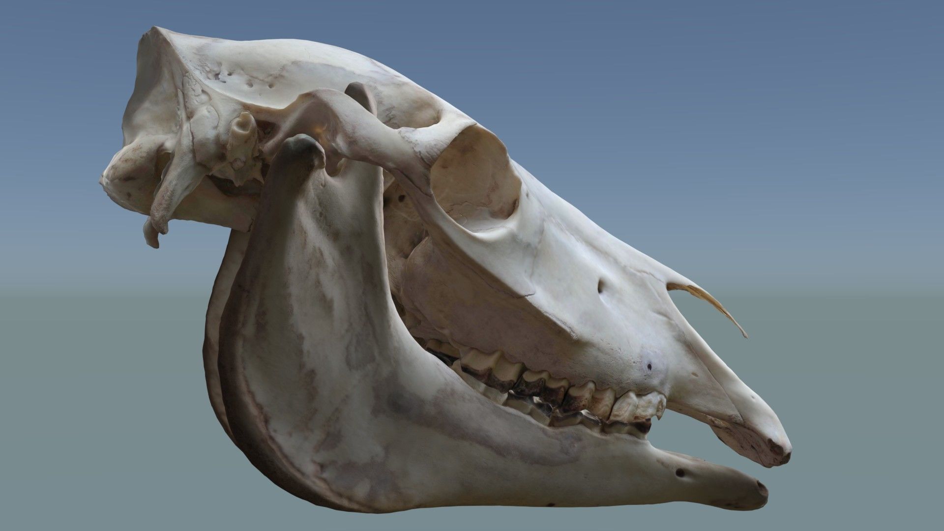 Full Horse Skull 3D model_2