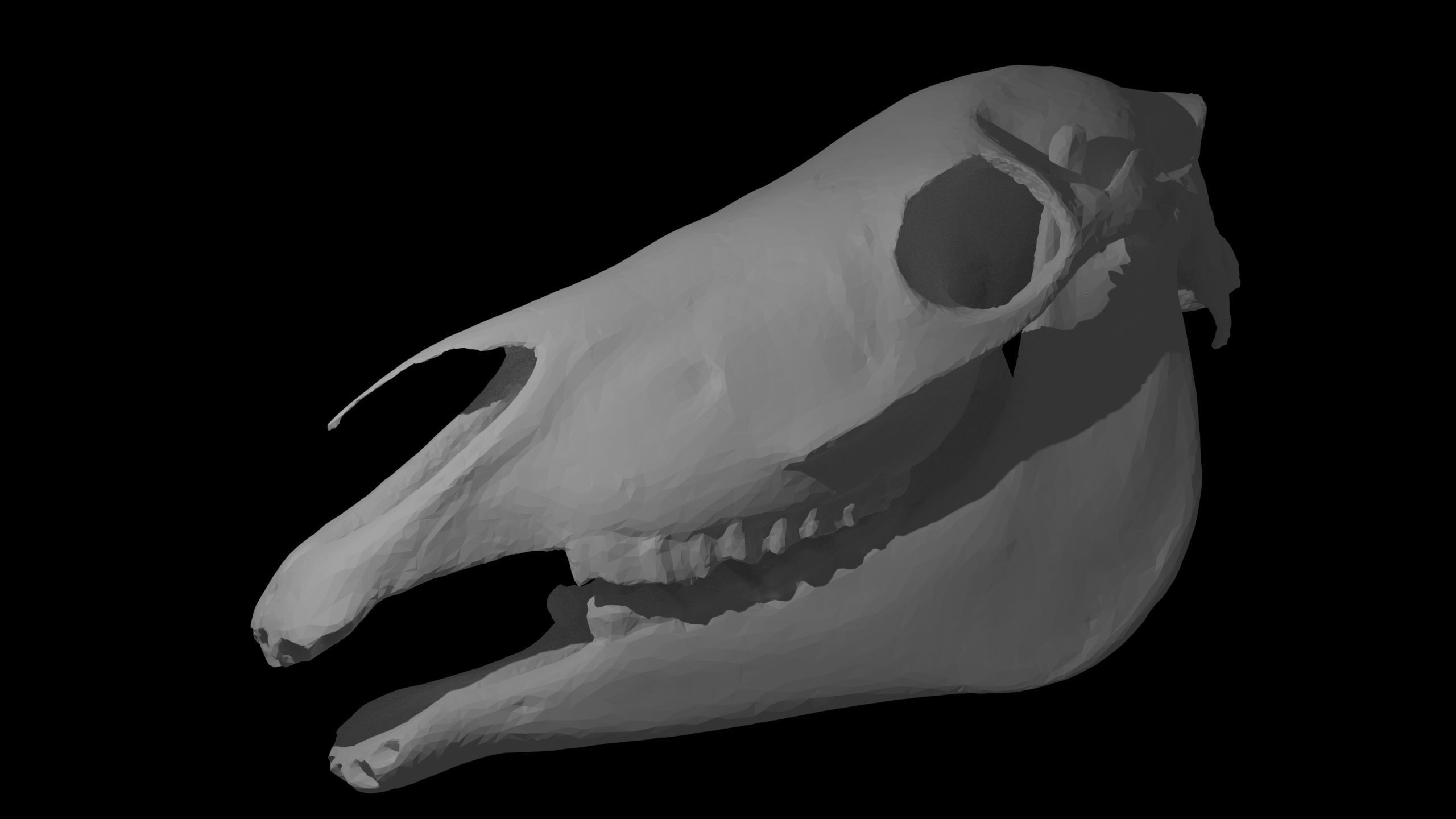 Full Horse Skull 3D model_6