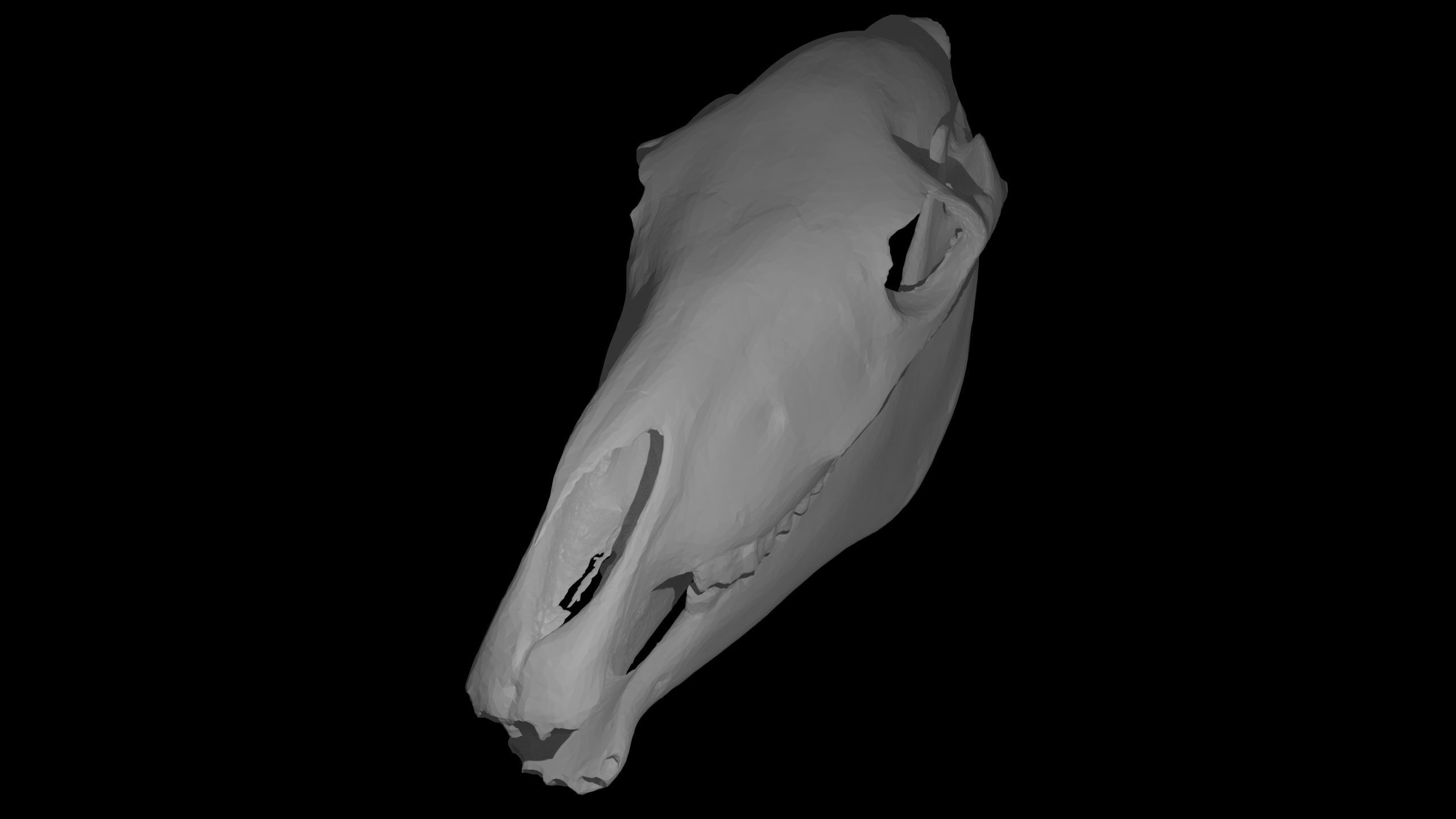 Full Horse Skull 3D model_9