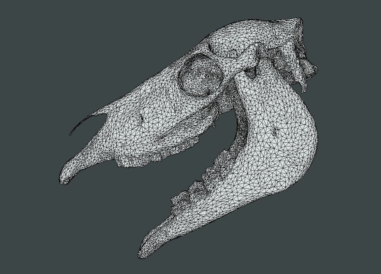 Full Horse Skull 3D model_11